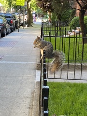 Sciurus carolinensis