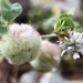 Trifolium tomentosum - Photo (c) calloohcallay, algunos derechos reservados (CC BY-NC), uploaded by calloohcallay