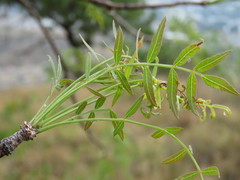 Bursera multijuga