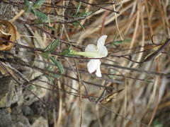 Mandevilla hypoleuca