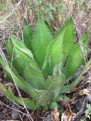Agave maximiliana