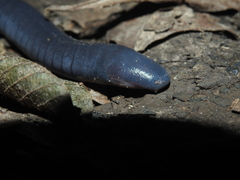 Caecilia tentaculata