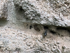 Osmia lignaria