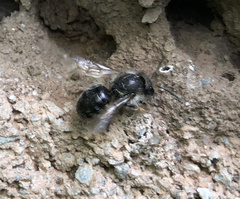 Osmia lignaria