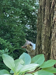 Sciurus carolinensis