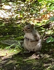 Sciurus carolinensis