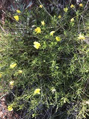 Oenothera serrulata
