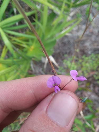 Image of Desmodium strictum by (c) Will McFarland, some rights reserved (CC BY)
