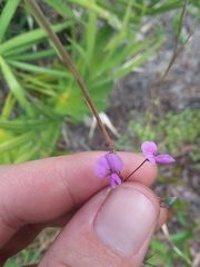 Desmodium strictum