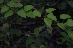 Clematis occidentalis