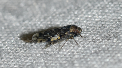 Xestocephalus tessellatus