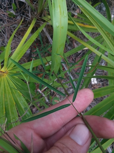 Image of Desmodium strictum by (c) Will McFarland, some rights reserved (CC BY)