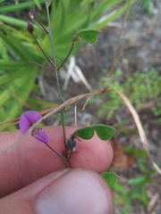 Desmodium strictum