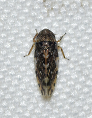 Xestocephalus tessellatus