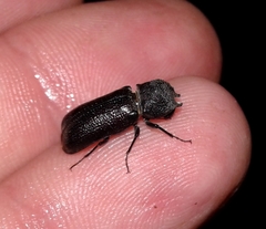 Apatides fortis