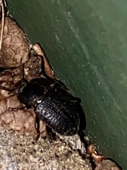Asiopus minimus