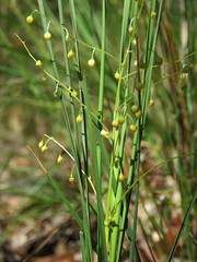 Lomandra gracilis