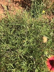Oenothera serrulata
