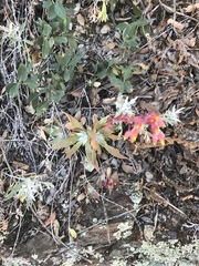 Dudleya saxosa collomiae