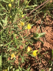 Oenothera serrulata
