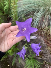 Campanula persicifolia