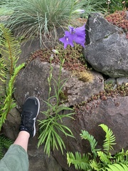 Campanula persicifolia