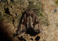Ichneutica skelloni