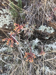 Dudleya saxosa collomiae
