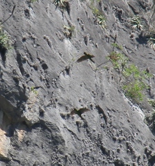 Rhynchopsitta terrisi