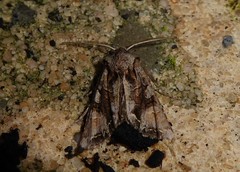 Ichneutica skelloni