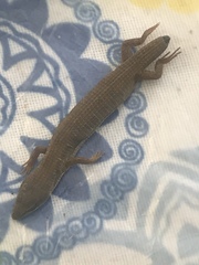 Elgaria multicarinata