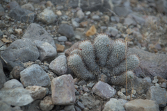 Mammillaria haageana meissneri