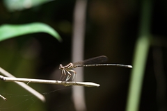 Pseudocopera ciliata