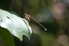 Pseudocopera ciliata