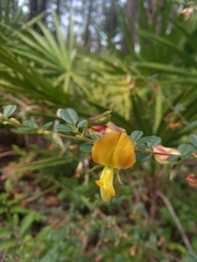 Rhynchosia cytisoides