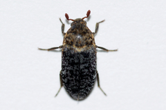 Dermestes undulatus