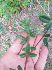 Rhynchosia cytisoides