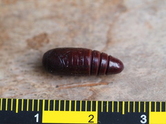 Eutelia adulatricoides