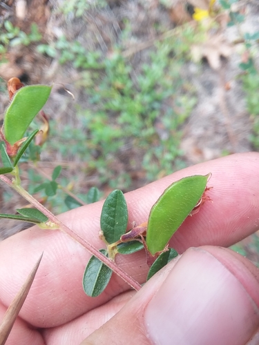 Image of Rhynchosia cytisoides by (c) Will McFarland, some rights reserved (CC BY)