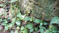 Lepidagathis inaequalis