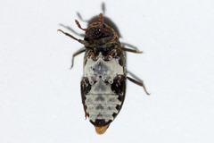 Dermestes undulatus