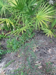 Rhynchosia cytisoides