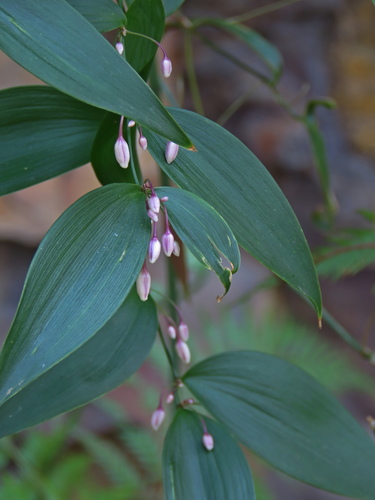 Eustrephus latifolius R.Br.