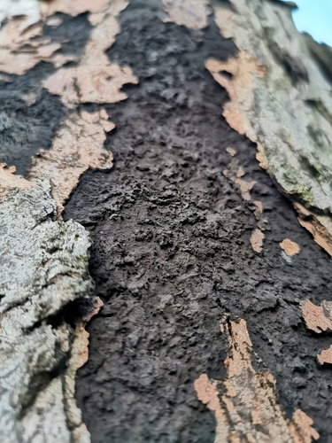 Cryptostroma corticale (Ellis & Everh.) P.H.Greg. & S.Waller