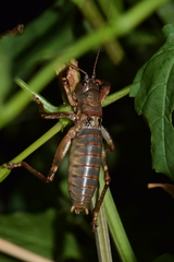 Liparoscelis pallidispina