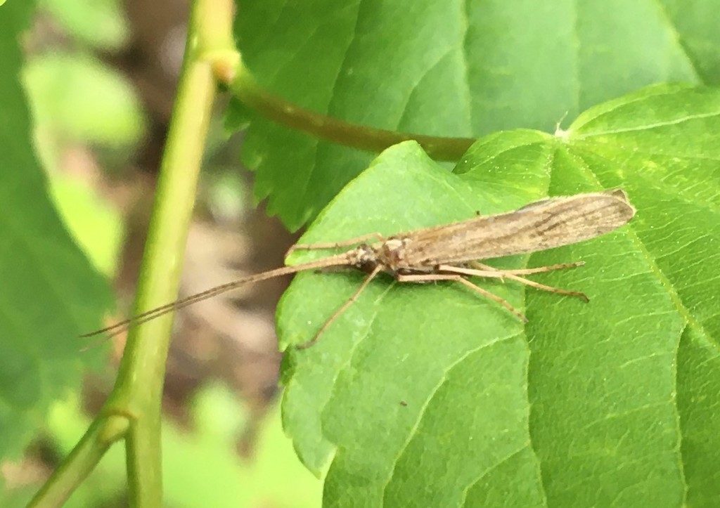 Molanna angustata