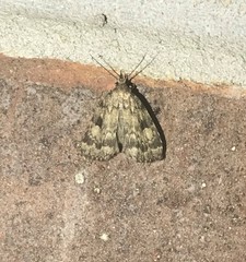 Parahypenodes quadralis