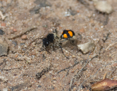 Traumatomutilla inermis