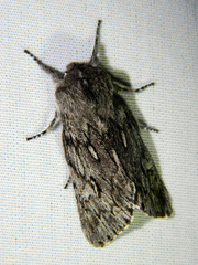 Brachionycha borealis