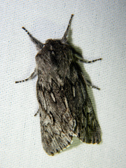 Brachionycha borealis